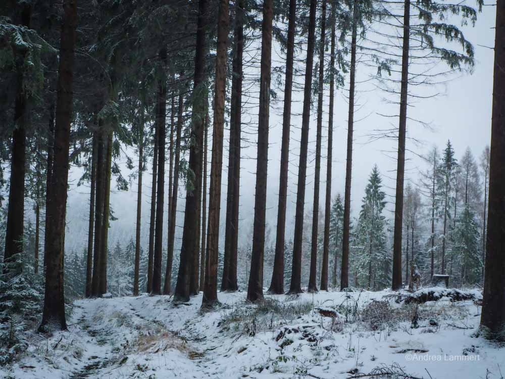 Winterwanderung im Osterwald bei Eldagsen, Hutewald