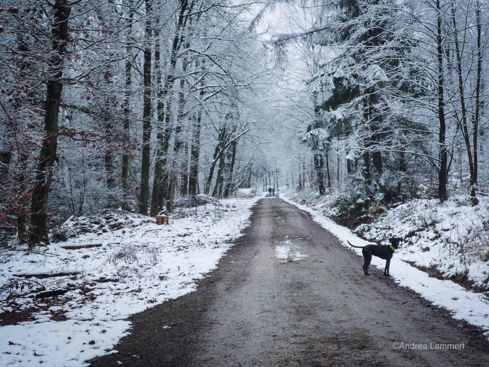 Winterwanderung im Osterwald bei Eldagsen, Hutewald