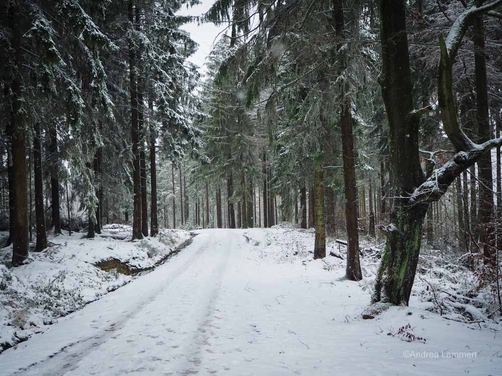 Winterwanderung im Osterwald bei Eldagsen, Hutewald