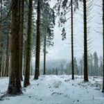 Schneewanderung durch den Osterwald