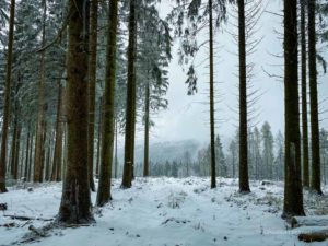Winterwanderung im Osterwald bei Eldagsen, Hutewald