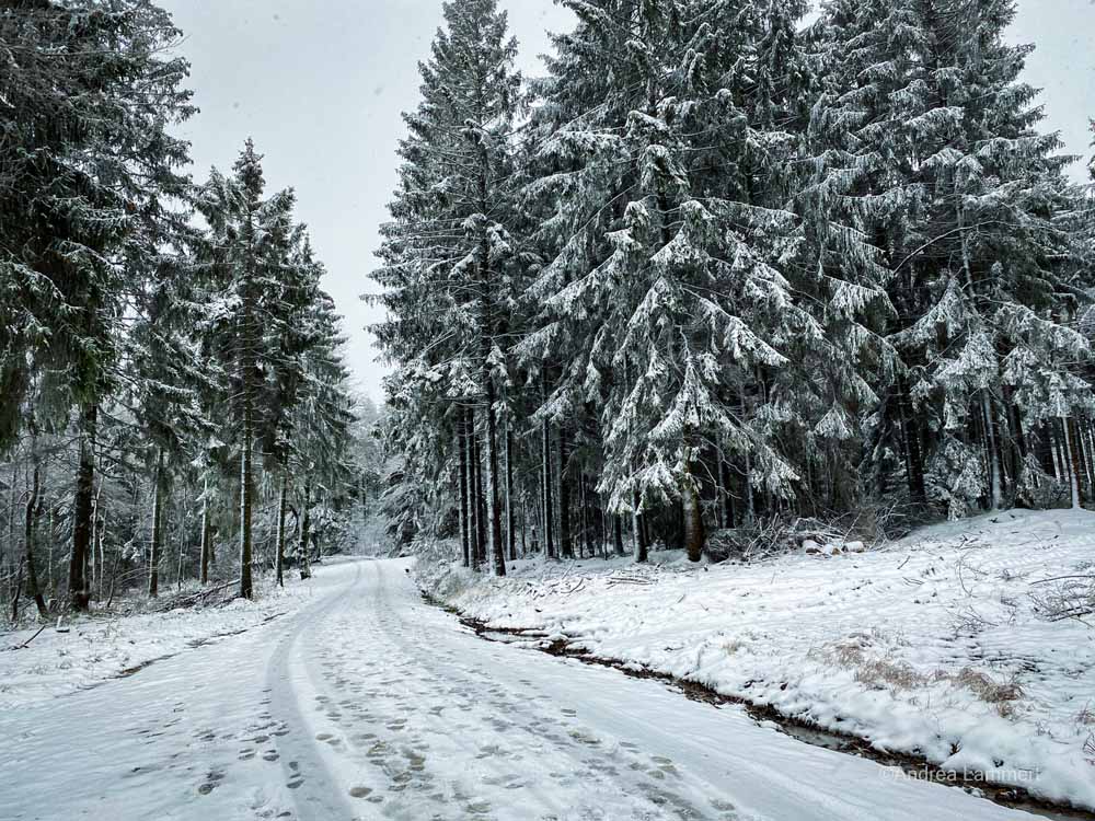 Winterwanderung im Osterwald bei Eldagsen, Hutewald