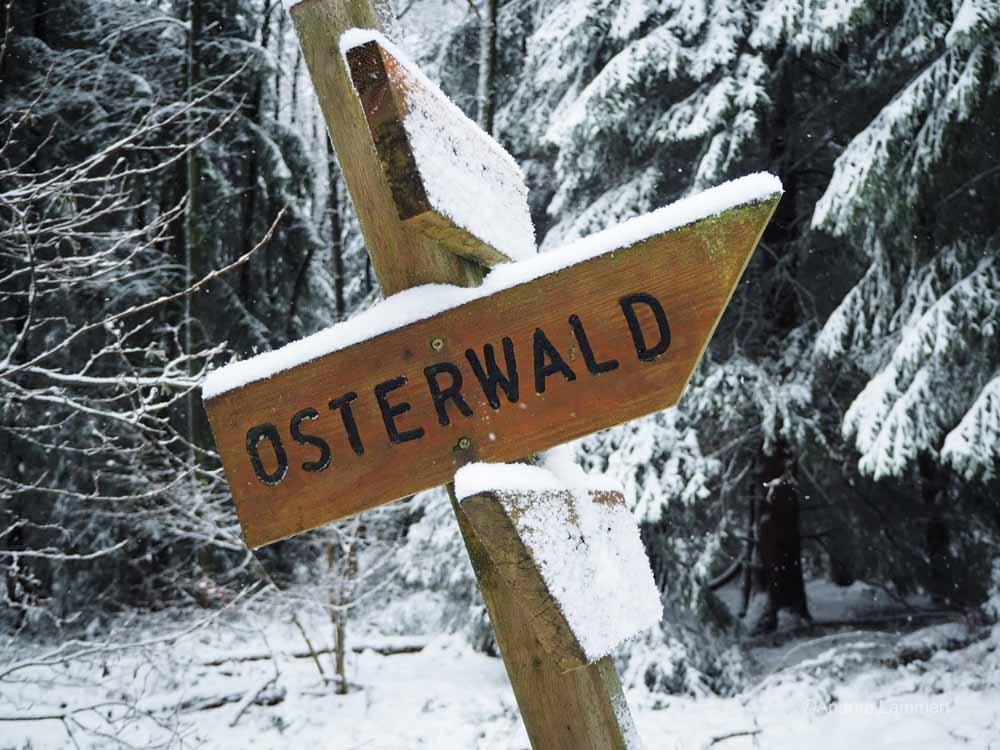 Winterwanderung im Osterwald bei Eldagsen, Hutewald