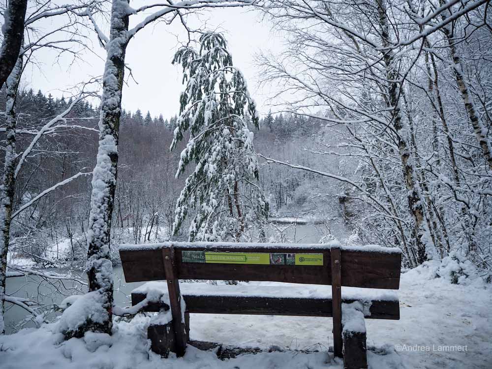 Winterwanderung im Osterwald bei Eldagsen, Hutewald