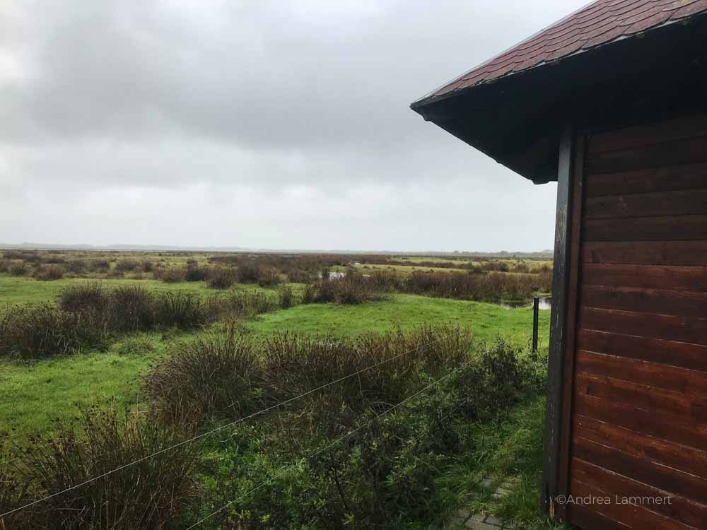 Tüskendörsee, borkum, Vogelhäuschen