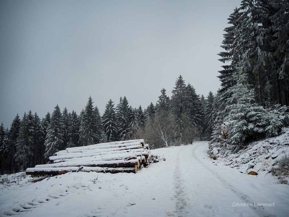 Winterwanderung im Osterwald bei Eldagsen, Hutewald