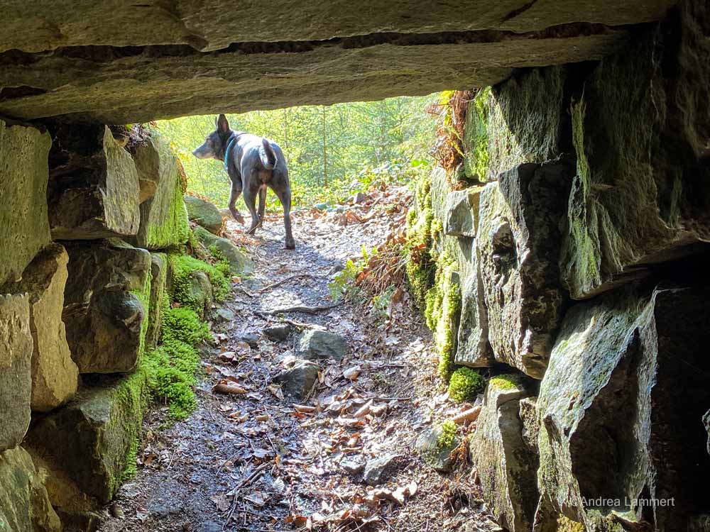 Wanderung zur Kukesburg, Altenhagen, Springe