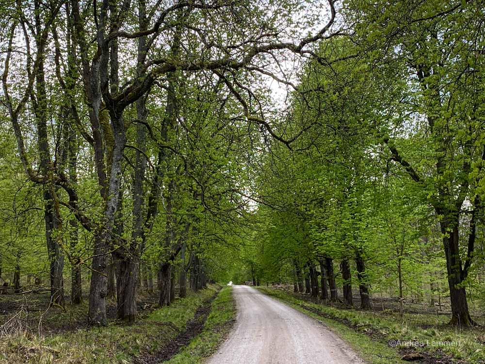 Wanderung zur Kukesburg, Altenhagen, Springe