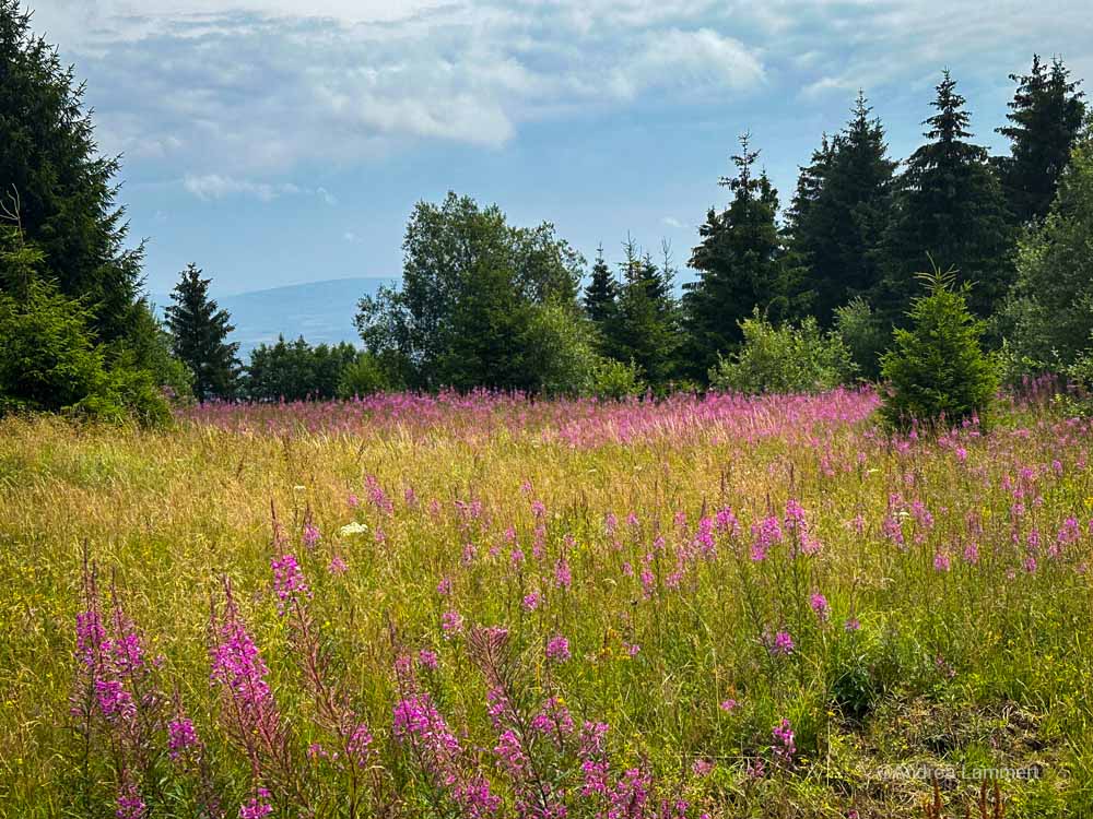 Harz, Schalter Aussichtsurm, Wanderung