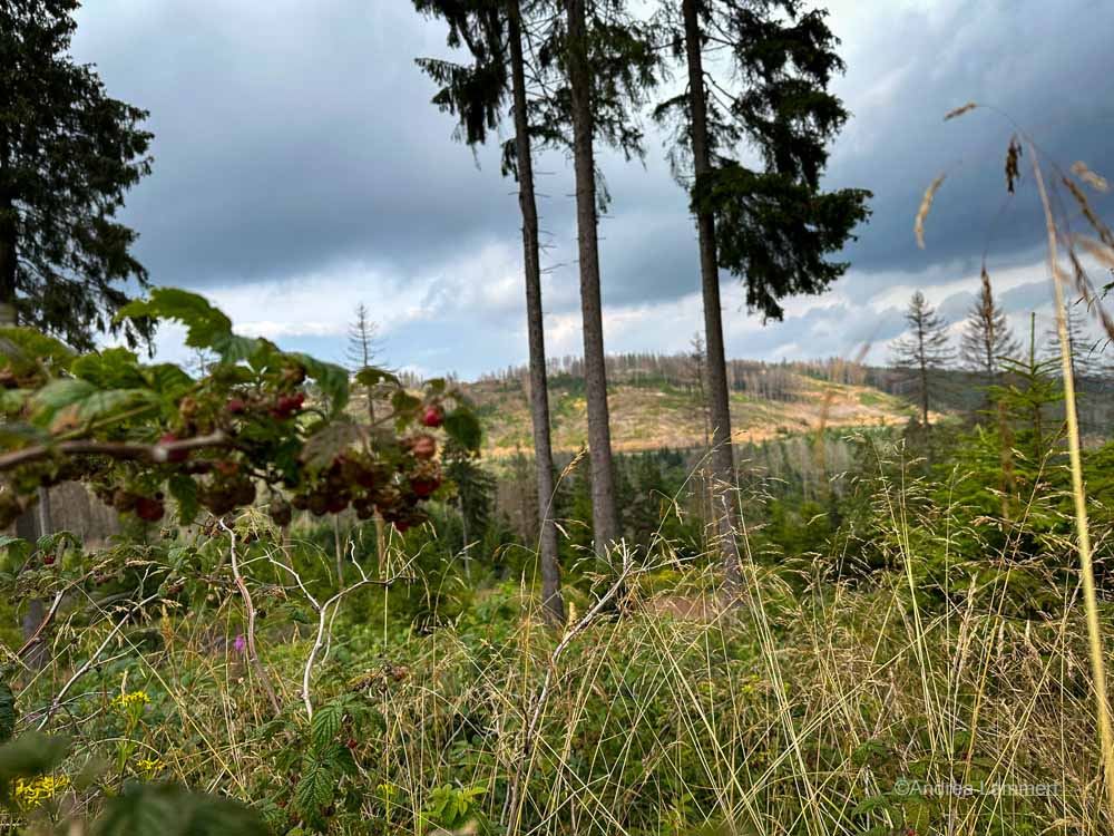 Harz, Schalter Aussichtsurm, Wanderung