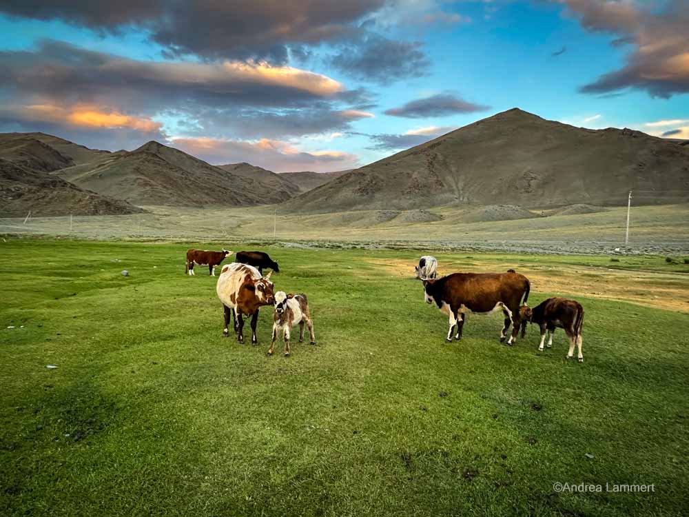Wanderreiten in der Mongolei. Altaigebirge, Ölgii