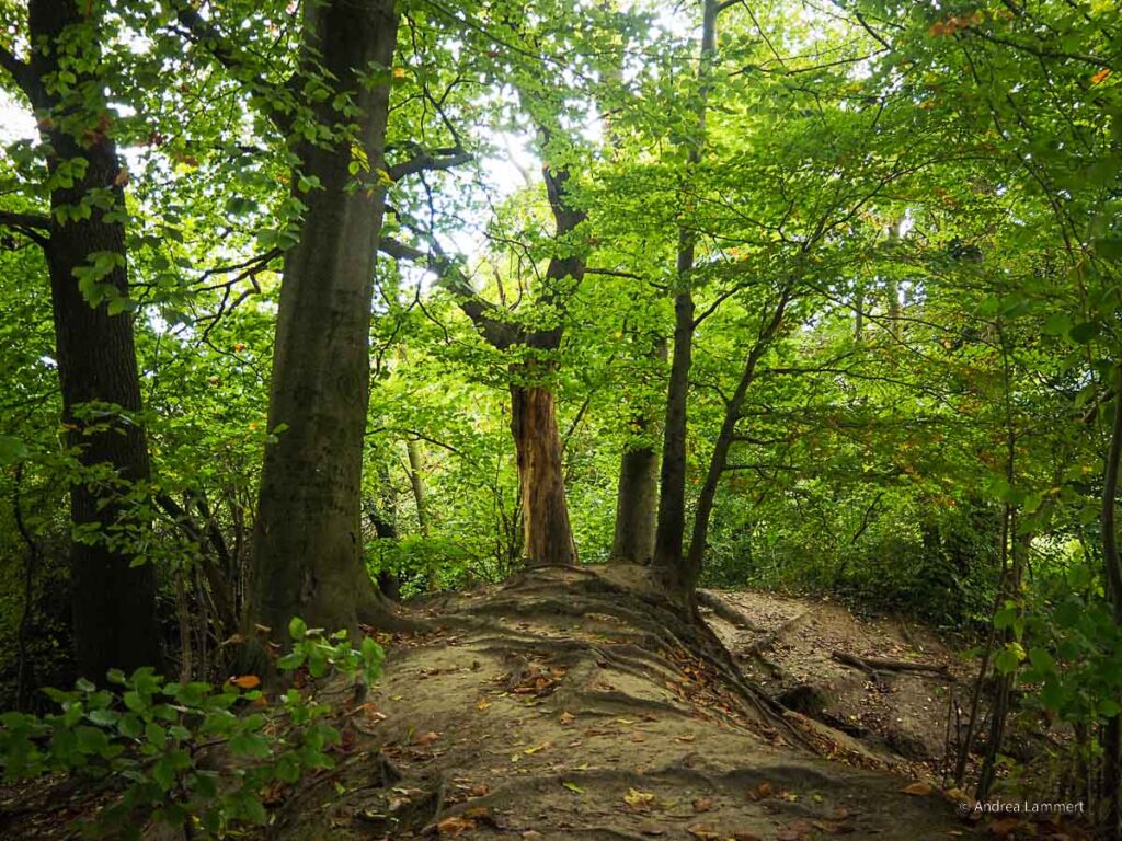 Der Wanderweg rund um den Wasserbaum in Ockensen.