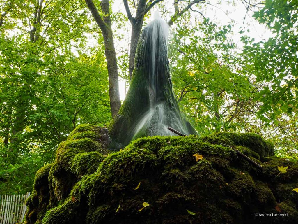 Wasserbaum in Ockensen - Naturdenkmal im Ith