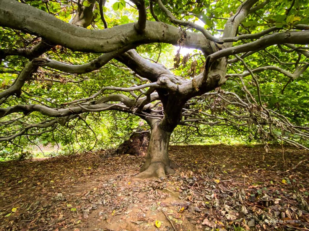 Süntelbuche bei Bad Münder