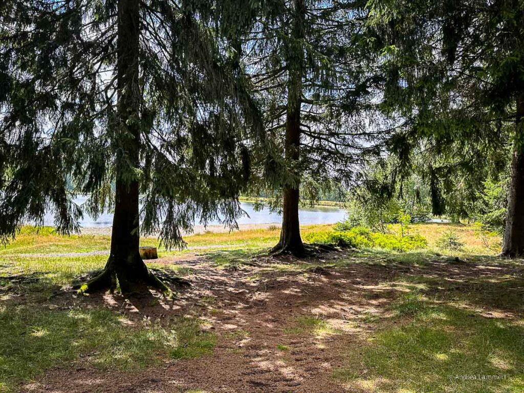 Badeteich im Harz, hier Kiefernhölzer Teich.