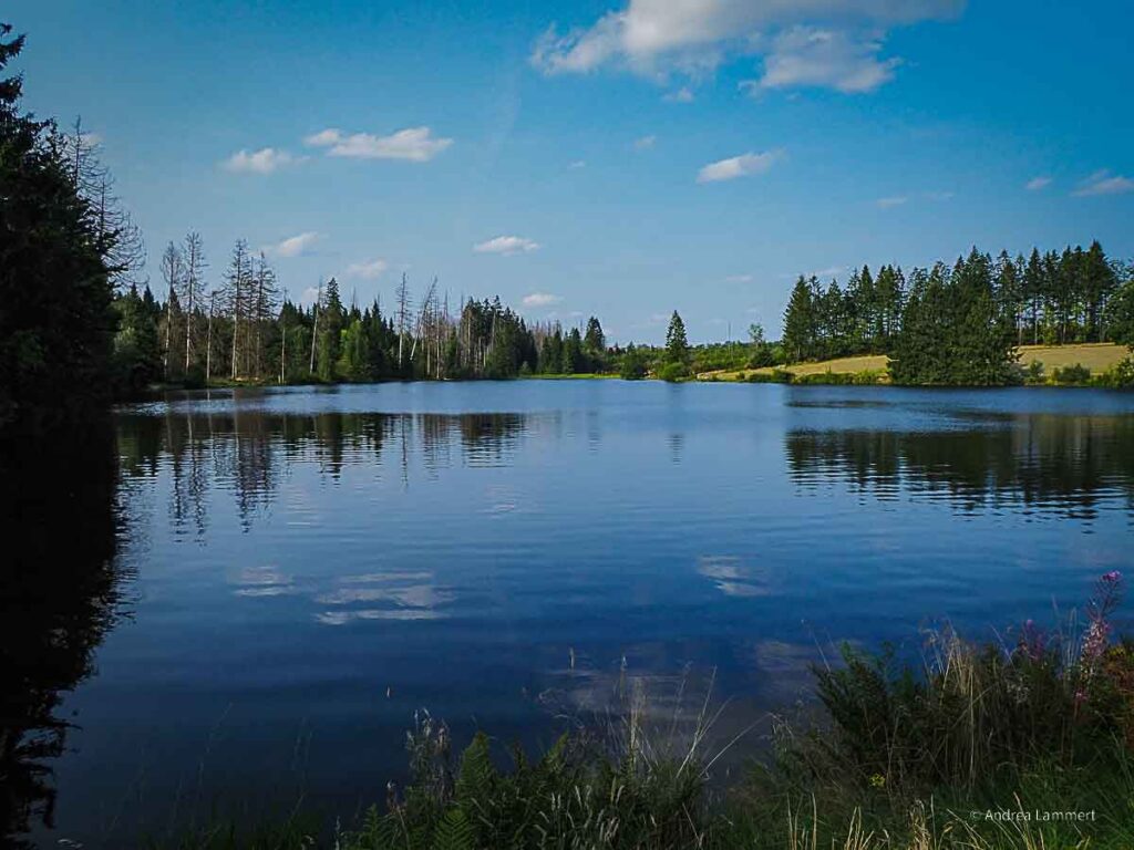 Schwimmen im Harz, hier Hasenbacher Teich bei Clausthal-Zellerfeld